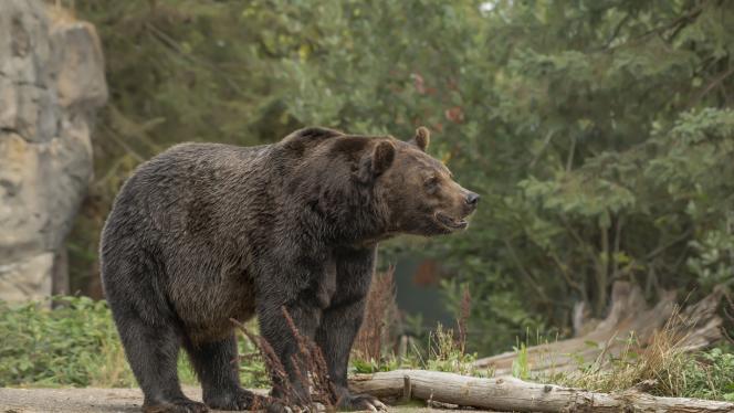 Attēls rakstam: Bīstams ciemiņš Stopiņu pagastā! Saņemta ziņa par manītu lāci
