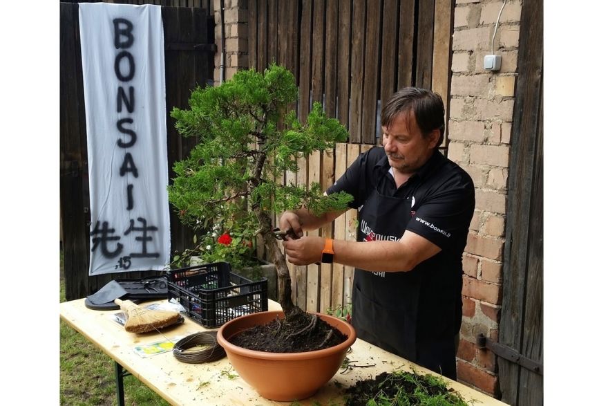 Bonsai parks Inčukalnā – vieta, kur gūt mieru un Japānas noskaņas