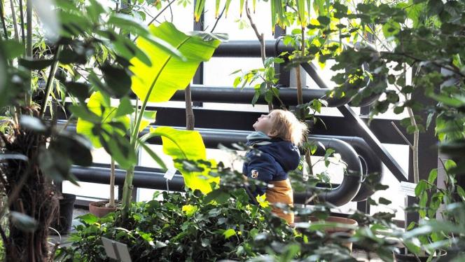 Attēls rakstam: Botāniskā dārza Palmu mājā uzziedējis baltais paradīzes putns – vairāk nekā 6 metrus augstā Nikolaja strelīcija