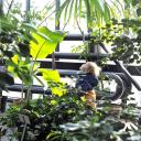 Attēls rakstam: Botāniskā dārza Palmu mājā uzziedējis baltais paradīzes putns – vairāk nekā 6 metrus augstā Nikolaja strelīcija