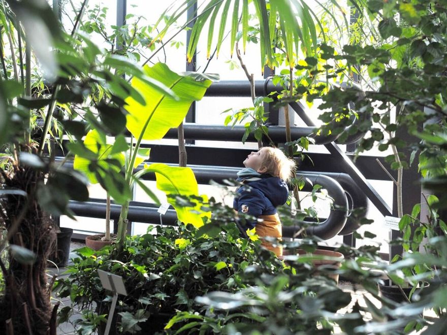 Botāniskā dārza Palmu mājā uzziedējis baltais paradīzes putns – vairāk nekā 6 metrus augstā Nikolaja strelīcija