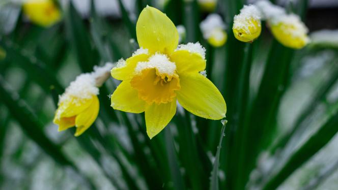 Attēls rakstam: Brīvdienās laika apstākļi nesīs pamatīgu vilšanos pavasara mīļotājiem