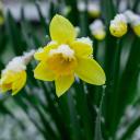 Attēls rakstam: Brīvdienās laika apstākļi nesīs pamatīgu vilšanos pavasara mīļotājiem