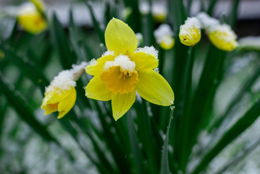 Brīvdienās laika apstākļi nesīs pamatīgu vilšanos pavasara mīļotājiem