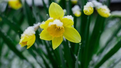 Attēls rakstam: Brīvdienās laika apstākļi nesīs pamatīgu vilšanos pavasara mīļotājiem