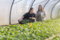 Foto: Pavasara dobes Jūrmalā piepildīs tūkstošiem ziedu