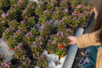 Foto: Pavasara dobes Jūrmalā piepildīs tūkstošiem ziedu