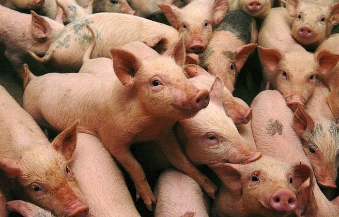 Cūkkopības uzņēmuma "Ulbroka" apgrozījums pērn sarucis par 7,4%