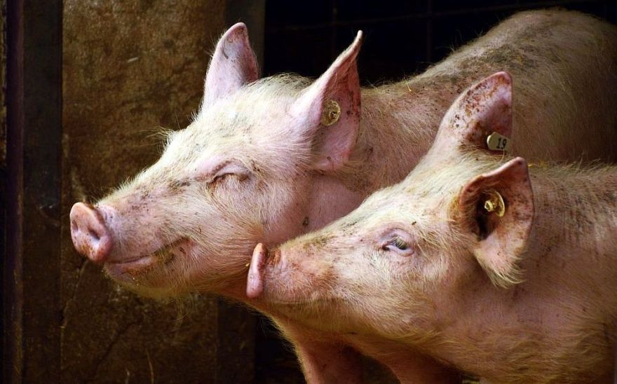 Cūkkopības uzņēmumam "Ulbroka" vairākkārtīgi palielināts pamatkapitāls