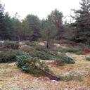 Attēls rakstam: Dabas jeb mūsu kopējā dārza aizsardzība – prātīga un gudra kopšana (1.daļa)