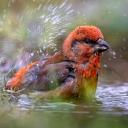 Attēls rakstam: Dabas muzejā izstādē apskatāmi vairāk nekā 100 savvaļas putnu attēlu