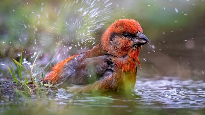 Attēls rakstam: Dabas muzejā izstādē apskatāmi vairāk nekā 100 savvaļas putnu attēlu
