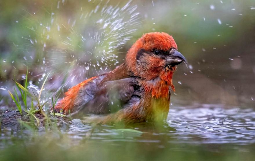 Dabas muzejā izstādē apskatāmi vairāk nekā 100 savvaļas putnu attēlu