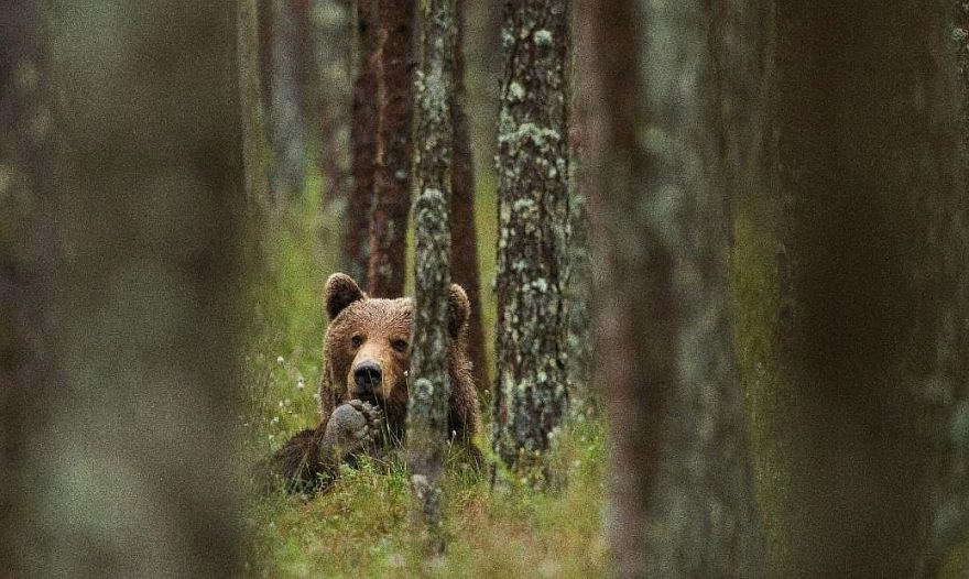 Dabas muzejā tapusi izglītojoša fotoizstāde par brūno lāci