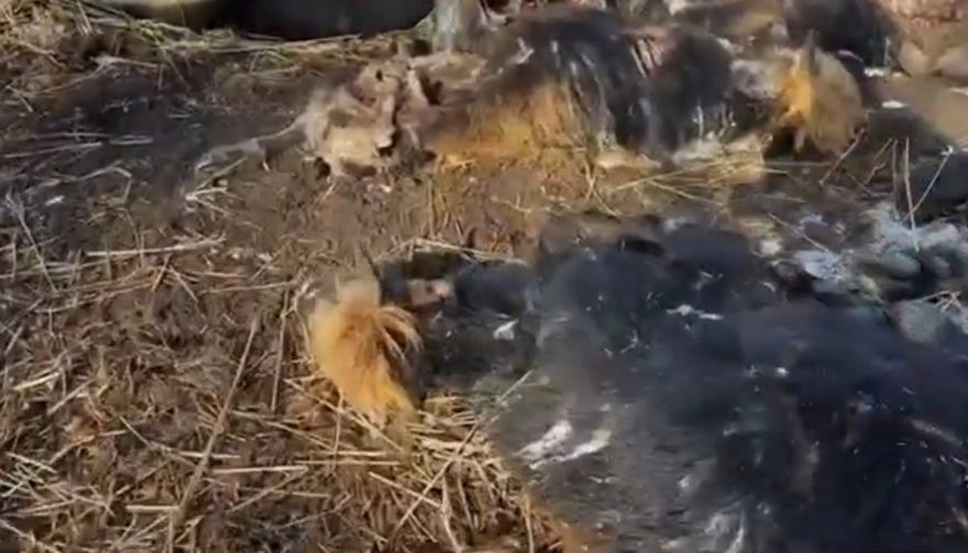 DAP: par Dunduru pļavu dzīvniekiem valstij nav atbildības