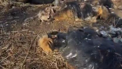 Attēls rakstam: DAP: par Dunduru pļavu dzīvniekiem valstij nav atbildības