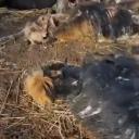 Attēls rakstam: DAP: par Dunduru pļavu dzīvniekiem valstij nav atbildības