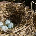 Attēls rakstam: DAP: Putnu aizsardzībai no 15. marta aizliegta mežizstrāde īpaši aizsargājamās dabas teritorijās