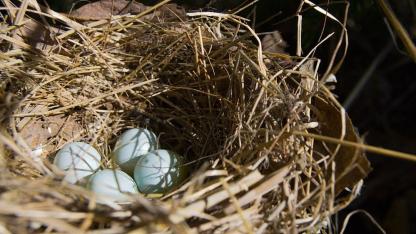 Attēls rakstam: DAP: Putnu aizsardzībai no 15. marta aizliegta mežizstrāde īpaši aizsargājamās dabas teritorijās