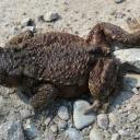 Attēls rakstam: DAP rīko konkursu skolēniem par gada dabas simboliem