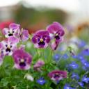 Attēls rakstam: Dārza entuziastiem jāzina: Ropažos gaidāma Vasarsvētku Stādu parāde