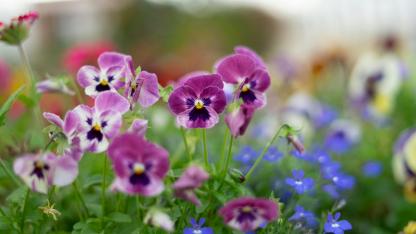 Attēls rakstam: Dārza entuziastiem jāzina: Ropažos gaidāma Vasarsvētku Stādu parāde