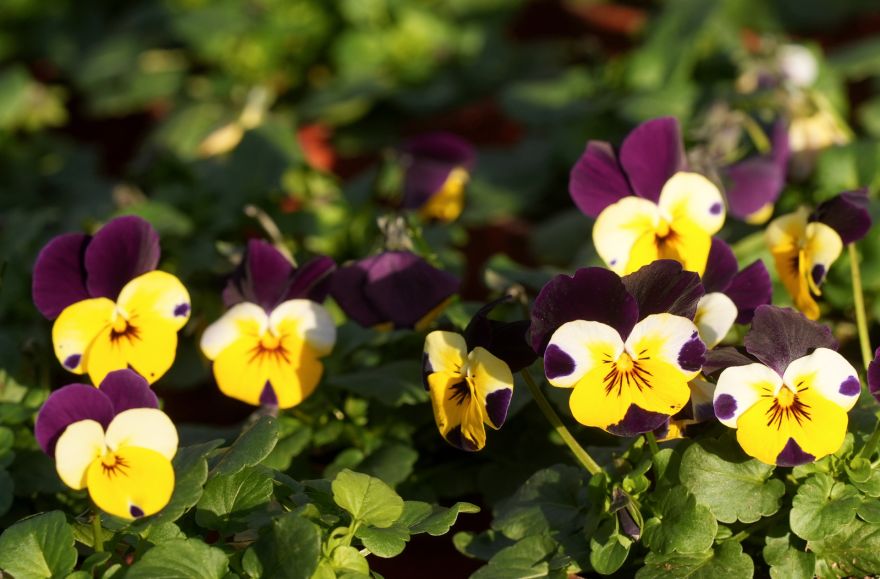 Dārzā jāstrādā ar galvu - noskaidrots, kādos pavasara darbos visbiežāk notiek negadījumi