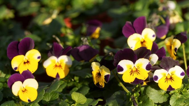 Attēls rakstam: Dārzā jāstrādā ar galvu - noskaidrots, kādos pavasara darbos visbiežāk notiek negadījumi