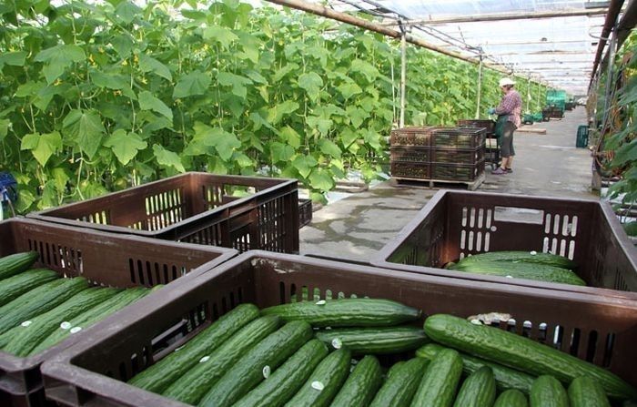 Dārzeņkopības kompānijas "Mārupes siltumnīcas" apgrozījums pērn pieauga par 2,9%