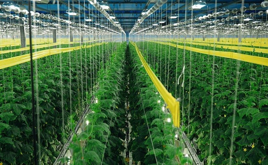 Dārzeņu audzētāja "Mārupes siltumnīcas" apgrozījums pērn samazinājies par 12,6%