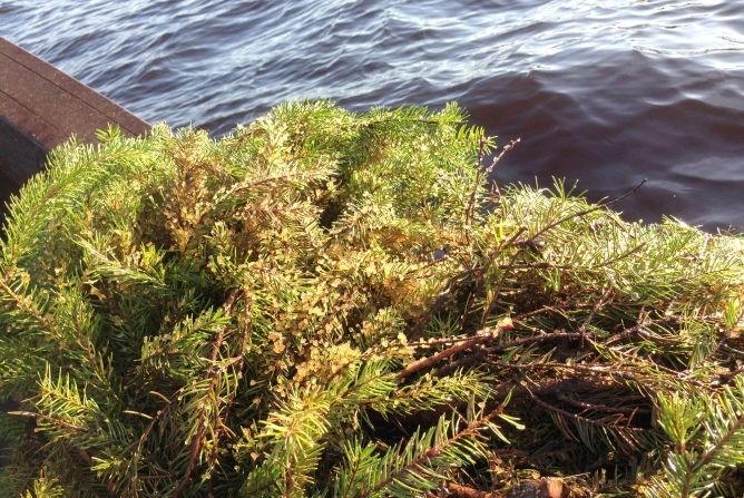 Daugavā izvietotajās zivju nārsta mākslīgajās ligzdās sācies nārsts