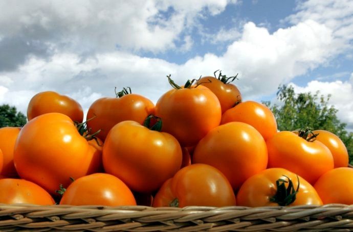 Decembrī Getliņos sākta dzelteno tomātu ražas masveida novākšana
