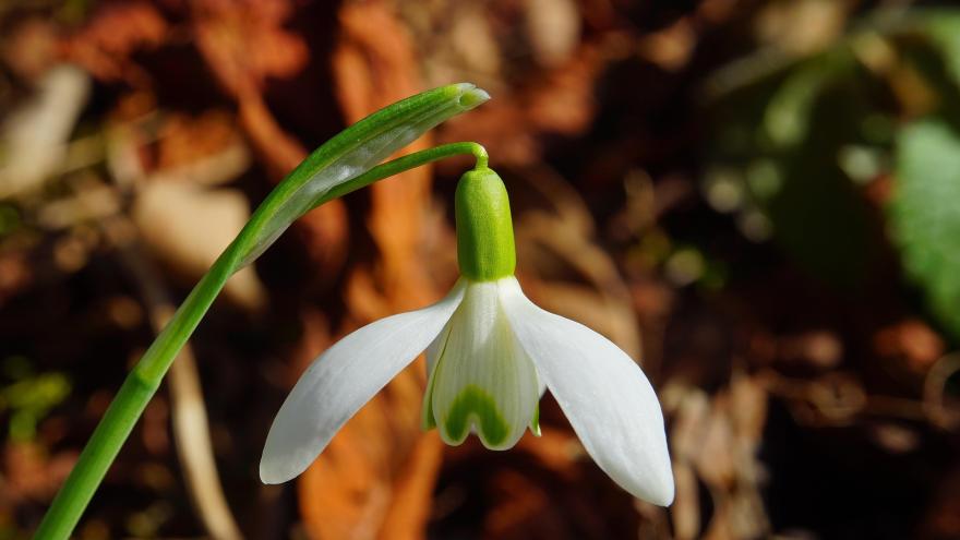 Attēls rakstam: Desmit vietās labots 11. marta siltuma rekords