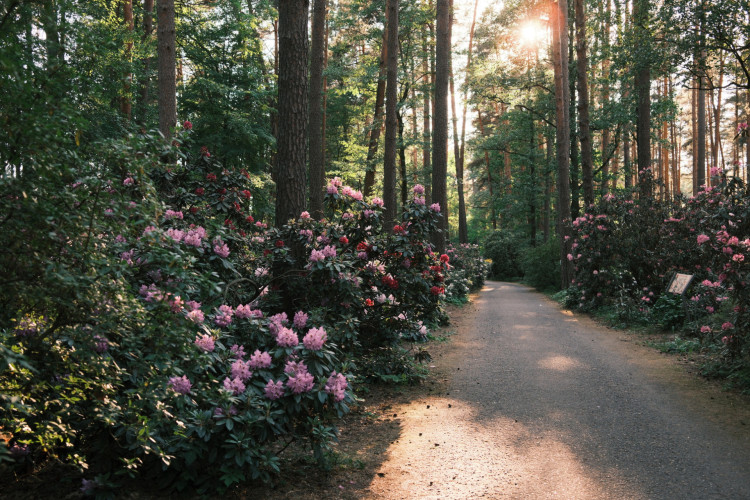 FOTO: Krāsu eksplozija pie Babītes – rododendri zied pilnā krāšņumā