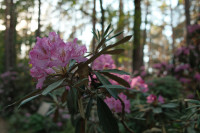 FOTO: Krāsu eksplozija pie Babītes – rododendri zied pilnā krāšņumā