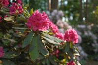 FOTO: Krāsu eksplozija pie Babītes – rododendri zied pilnā krāšņumā