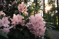 FOTO: Krāsu eksplozija pie Babītes – rododendri zied pilnā krāšņumā