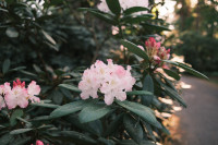 FOTO: Krāsu eksplozija pie Babītes – rododendri zied pilnā krāšņumā