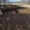 Attēls rakstam: Dunduru pļavās šogad bojā gājuši aptuveni 20% no lielo zālēdāju ganāmpulka