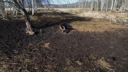 Attēls rakstam: Dunduru pļavās šogad bojā gājuši aptuveni 20% no lielo zālēdāju ganāmpulka