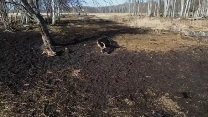 Attēls rakstam: Dunduru pļavās šogad bojā gājuši aptuveni 20% no lielo zālēdāju ganāmpulka