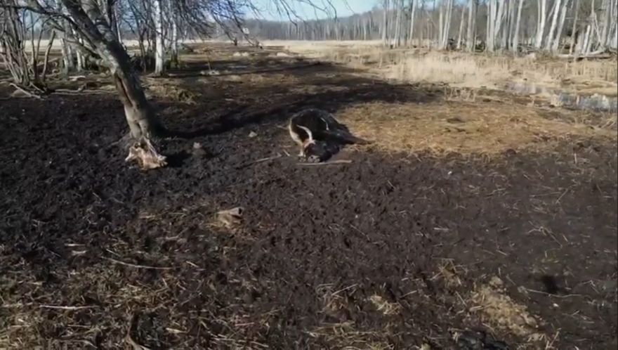 Dunduru pļavās šogad bojā gājuši aptuveni 20% no lielo zālēdāju ganāmpulka