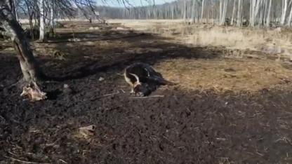 Attēls rakstam: Dunduru pļavu uzraugi mirušos dzīvniekus plāno izvest, to bojāeju raksturojot kā neko ārkārtēju