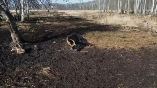 Attēls rakstam: Dunduru pļavu uzraugi mirušos dzīvniekus plāno izvest, to bojāeju raksturojot kā neko ārkārtēju