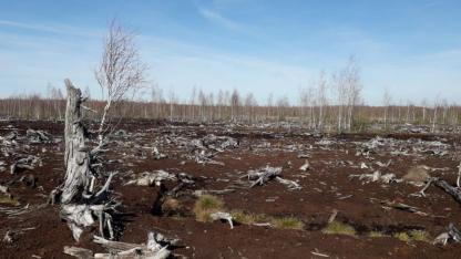 Attēls rakstam: Ekosistēmu stabilitāte ir tieši atkarīga no klimata