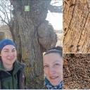 Attēls rakstam: Eksperti Ādažos atklāj nozīmīgu dižkoku ar unikālu struktūru un iemītniekiem