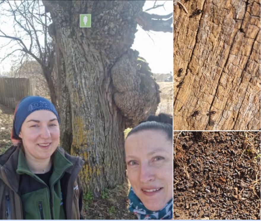 Eksperti Ādažos atklāj nozīmīgu dižkoku ar unikālu struktūru un iemītniekiem