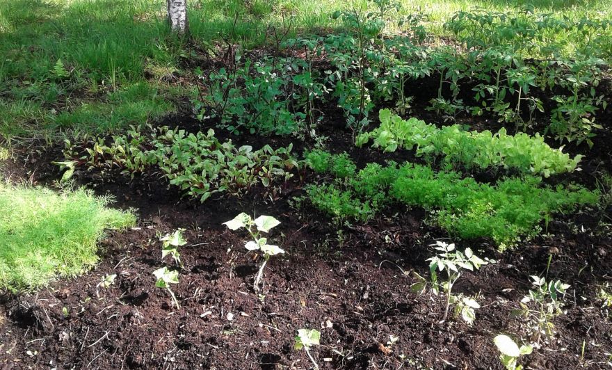 Eksperts: Situācija dārzos – saspringta