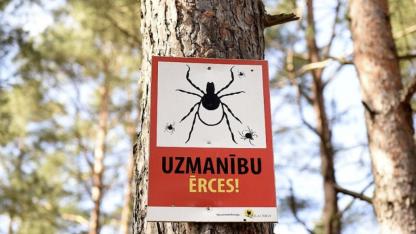 Attēls rakstam: Ērces nesnauž! Kā pareizi rīkoties pēc šo kukaiņu koduma?