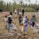 Attēls rakstam: Foto: Allažu pagastā radies hektārs jauna meža